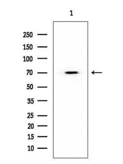 Invitrogen HDAC10 Polyclonal Antibody 100 &mu;L; Unconjugated:Antibodies,