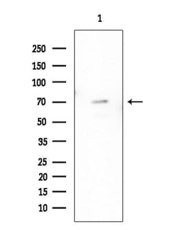 Invitrogen HDAC10 Polyclonal Antibody 100 &mu;L; Unconjugated:Antibodies,