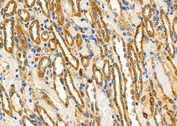 Invitrogen HSPE1 Polyclonal Antibody 100 &mu;L; Unconjugated:Antibodies,