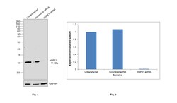 Invitrogen HSPE1 Polyclonal Antibody 100 &mu;L; Unconjugated:Antibodies,
