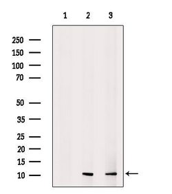 Invitrogen HSPE1 Polyclonal Antibody 100 &mu;L; Unconjugated:Antibodies,