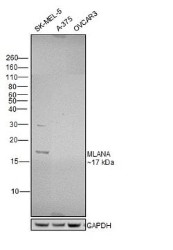 Invitrogen Melan-A Polyclonal Antibody 100 &mu;L; Unconjugated:Antibodies,