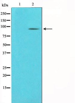 Invitrogen PCAF Polyclonal Antibody 100 &mu;L | Buy Online | Invitrogen&trade; | Fisher Scientific