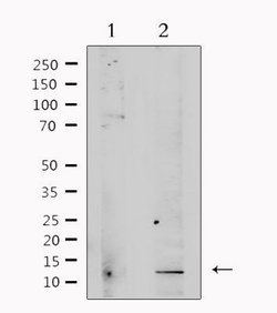 Invitrogen TGF beta-3 Polyclonal Antibody 100 &mu;L; Unconjugated:Antibodies,