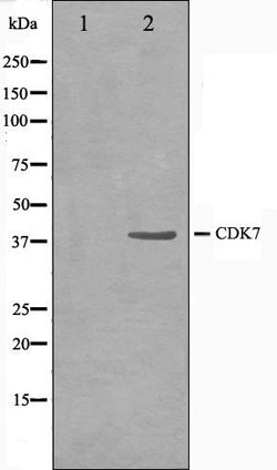 Invitrogen CDK7 Polyclonal Antibody 100 &mu;L; Unconjugated:Antibodies,