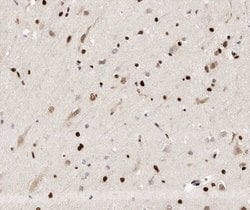 Invitrogen HYD Polyclonal Antibody 100 &mu;L; Unconjugated:Antibodies,