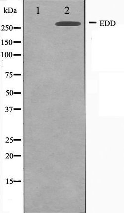 Invitrogen HYD Polyclonal Antibody 100 &mu;L; Unconjugated:Antibodies,
