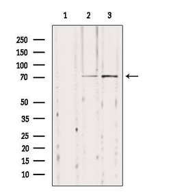 Invitrogen NYREN18 Polyclonal Antibody 100 &mu;L; Unconjugated:Antibodies,