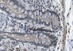 Invitrogen ANO9 Polyclonal Antibody 100 &mu;L; Unconjugated:Antibodies,