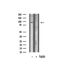 Invitrogen ANO9 Polyclonal Antibody 100 &mu;L; Unconjugated:Antibodies,