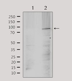 Invitrogen ANO9 Polyclonal Antibody 100 &mu;L; Unconjugated:Antibodies,