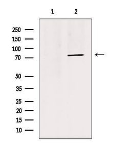 Invitrogen MID1 Polyclonal Antibody 100 &mu;L; Unconjugated:Antibodies,