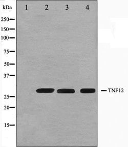 Invitrogen TWEAK Polyclonal Antibody 100 &mu;L; Unconjugated:Antibodies,
