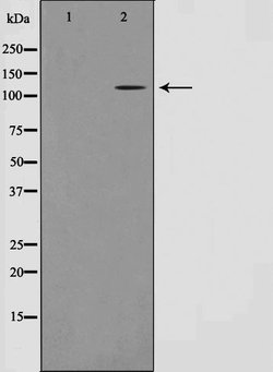 Invitrogen ST18 Polyclonal Antibody 100 &mu;L; Unconjugated:Antibodies,
