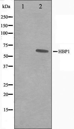 HBP1 Polyclonal Antibody:Antibodies, Polyclonal