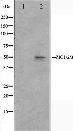Invitrogen ZIC1/ZIC2/ZIC3 Polyclonal Antibody 100 &mu;L; Unconjugated:Antibodies,