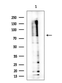Invitrogen ZIC1/ZIC2/ZIC3 Polyclonal Antibody 100 &mu;L; Unconjugated:Antibodies,