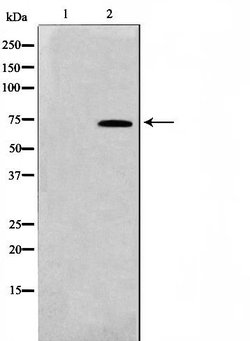 Invitrogen TAF5L Polyclonal Antibody 100 &mu;L | Buy Online | Invitrogen&trade; | Fisher Scientific