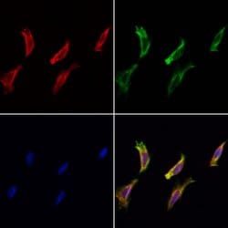 Invitrogen MOS Polyclonal Antibody 100 &mu;L; Unconjugated:Antibodies,