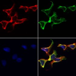 Invitrogen TSPAN8 Polyclonal Antibody 100 &mu;L; Unconjugated:Antibodies,