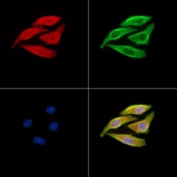 Invitrogen SERC1 Polyclonal Antibody 100 &mu;L; Unconjugated:Antibodies,