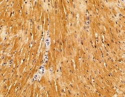 Invitrogen SERC1 Polyclonal Antibody 100 &mu;L; Unconjugated:Antibodies,