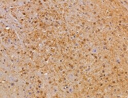 Invitrogen SERC1 Polyclonal Antibody 100 &mu;L; Unconjugated:Antibodies,