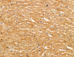 Invitrogen SERC1 Polyclonal Antibody 100 &mu;L; Unconjugated:Antibodies,