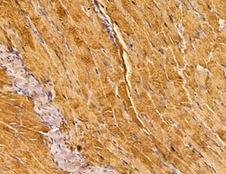 Invitrogen SERC1 Polyclonal Antibody 100 &mu;L; Unconjugated:Antibodies,