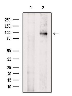 Invitrogen PTPN22 Polyclonal Antibody 100 &mu;L; Unconjugated:Antibodies,