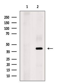 Invitrogen FOXH1 Polyclonal Antibody 100 &mu;L; Unconjugated:Antibodies,