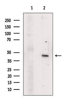 Invitrogen FOXH1 Polyclonal Antibody 100 &mu;L; Unconjugated:Antibodies,