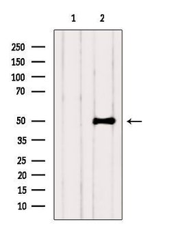 Invitrogen ZNF436 Polyclonal Antibody 100 &mu;L; Unconjugated:Antibodies,