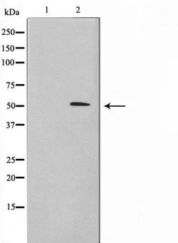 BHLHE41 Polyclonal Antibody:Antibodies, Polyclonal