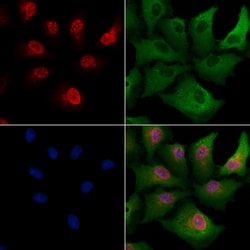 BHLHE41 Polyclonal Antibody:Antibodies, Polyclonal