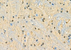 BHLHE41 Polyclonal Antibody:Antibodies, Polyclonal