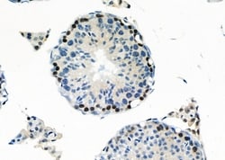 Invitrogen C1orf57 Polyclonal Antibody 100 &mu;L; Unconjugated:Antibodies,