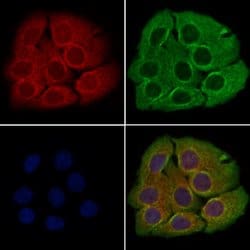 Invitrogen C1orf57 Polyclonal Antibody 100 &mu;L; Unconjugated:Antibodies,