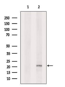 Invitrogen C1orf57 Polyclonal Antibody 100 &mu;L; Unconjugated:Antibodies,