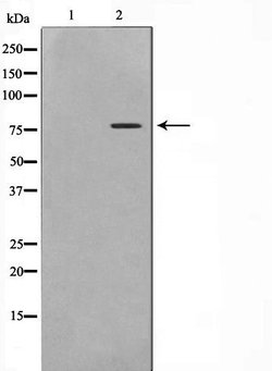 Invitrogen ATF6-beta Polyclonal Antibody 100 &mu;L; Unconjugated:Antibodies,