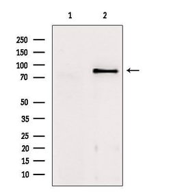 Invitrogen TACC1 Polyclonal Antibody 100 &mu;L; Unconjugated:Antibodies,