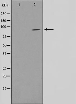 Invitrogen SLC4A1AP Polyclonal Antibody 100 &mu;L; Unconjugated:Antibodies,