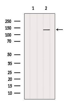 Invitrogen MN1 Polyclonal Antibody 100 &mu;L; Unconjugated:Antibodies,