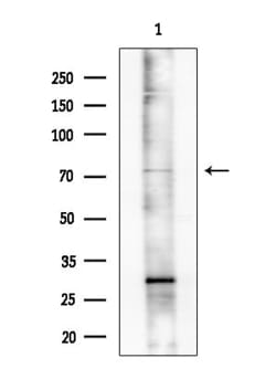 Invitrogen hnRNP M1-M4 Polyclonal Antibody 100 &mu;L; Unconjugated:Antibodies,