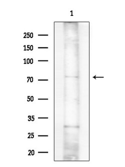 Invitrogen hnRNP M1-M4 Polyclonal Antibody 100 &mu;L; Unconjugated:Antibodies,
