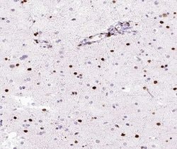 Invitrogen hnRNP M1-M4 Polyclonal Antibody 100 &mu;L; Unconjugated:Antibodies,