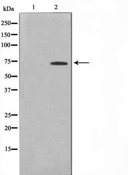 Invitrogen ELF1 Polyclonal Antibody 100 &mu;L | Buy Online | Invitrogen&trade; | Fisher Scientific