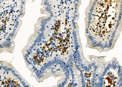 Invitrogen AGPAT9 Polyclonal Antibody 100 &mu;L; Unconjugated:Antibodies,