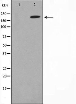 Invitrogen MAGI2 Polyclonal Antibody 100 &mu;L; Unconjugated:Antibodies,