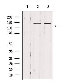 Invitrogen MAST3 Polyclonal Antibody 100 &mu;L; Unconjugated:Antibodies,